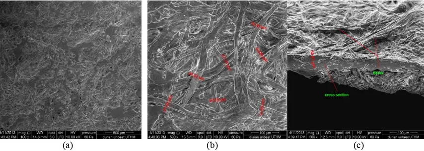Fig. 8.  (a) Top SEM image in 100x magnification of unbleached and unbeaten durian rinds paper (b) Top SEM image in 500x magnification of unbleached and unbeaten durian rinds paper (c) Side image 500x magnification of unbleached and unbeaten durian rinds paper  