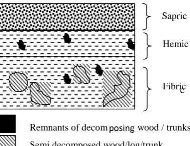 Figure 2.2: Profile morphology of drained organic soils (Source: Modified from Mutalib et al., 1992) 