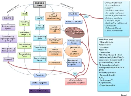 Fig. 1: The figure interprets the Ischemia/Reperfusion-associated signalling alterations and their possible contribution to apoptosis and consequently to Myocardial infarction