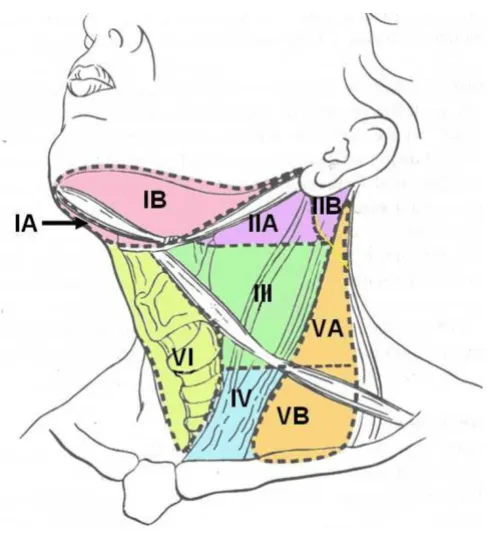 Table 3: Patterns of neck nodal metastasis