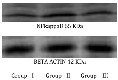 Figure 6:  Densitometric analysis of the expression of NFkB in Control, Conconavalin A and Conconavalin A plus Eupalitin-3-o-β-D-galactoside treated groups