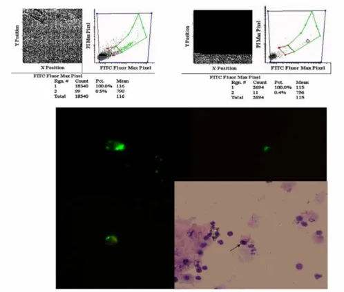 Figure 1Example of an analysis of a slide with epithelial antigen positive and negative cells: a) fluorescence intensity displayed as a dot sents a specific membrane stained cell as shown in figure 1c
