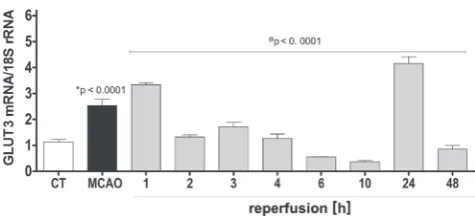 Fig. 1. Effect of cerebral ischemia/reperfusion on GLUT3 mRNA expression level in fronto-parietal cortex