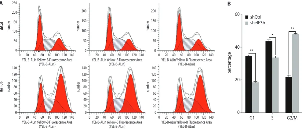 Fig. 5. Effect of eIF3b gene downregulation on the apoptosis of K562 cells; A – cell apoptosis of K562 cells in the shCtrl and sheIF3b groups; B – percentage of cell apoptosis in the shCtrl and sheIF3b groups