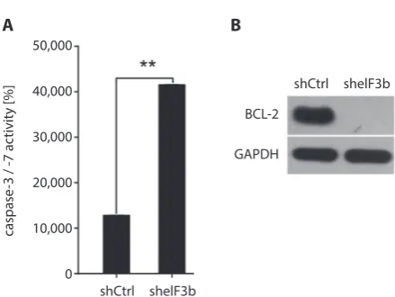 Fig. 6. Effect of eIF3b gene downregulation on apoptosis-related proteins; A – caspase 3/7 activity in the shCtrl and sheIF3b groups; B – expression of anti-apoptotic protein BCL-2 in the shCtrl and sheIF3b groups