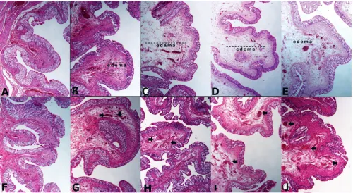 Table 1. Histopathological and biochemical values of blood and tissue for MDA, GSH and NO in experimental groups (mean ±SD)