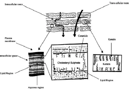 Fig 2: Structure of skin6 