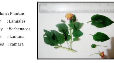 Figure 1: Lanata camara 