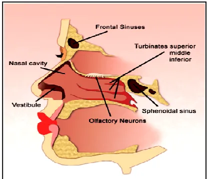 Fig 1: Schematic of a saggital section of nasal cavity  
