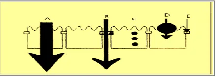 Figure 2: Cell type of the nasal epithelium  