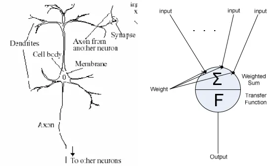Figure 2-1: Biological neuron (Hemming, 2003) (left) and artificial neuron model (right) 