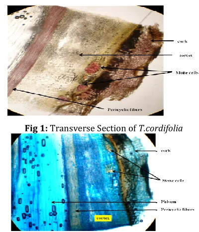 Fig 1: Transverse Section of T.cordifolia 