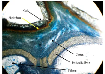 Fig 5: Image of Methanolic extract of T. cordifolia at 254nm 
