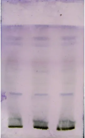 Fig 7: HPTLC Chromatographic profile (3D) of T. 