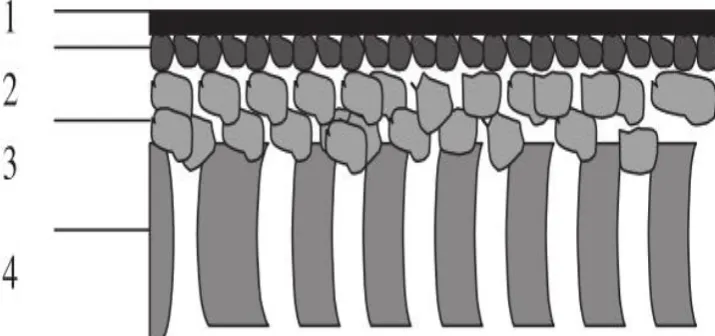 Figure 2.2: Schematic representation of an asymmetric membrane [1]6