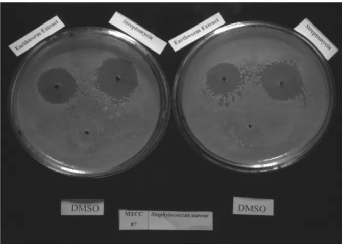 Table (1): Determination of Antibacterial activity by well-diffusion method   