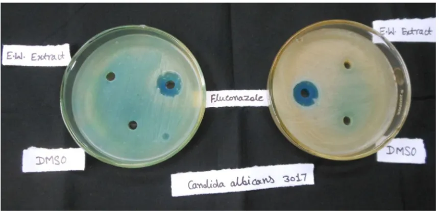 Fig.(10): Antibacterial activity of Earthworm extract (10mg/ml) and antibiotic Streptomycin against Staphylococcus epidermidis