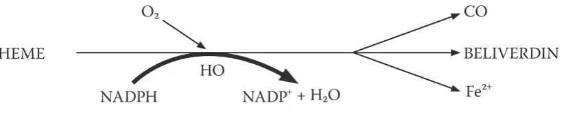 Fig. 1. Heme degradation products 