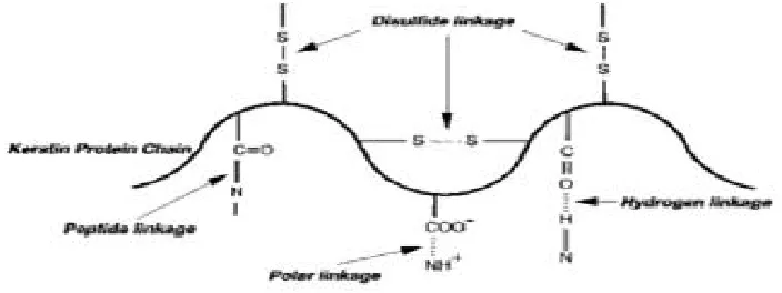 Fig. 1: Simplistic presentation of chemical bonds involved in a nail keratin chain 