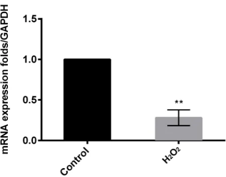 Fig. 1. TM cell viability was significantly suppressed by Hdependent manner, and 200 μM was selected as a lethal concentration 2O2 in a dose-of 50% used in the following analyses 