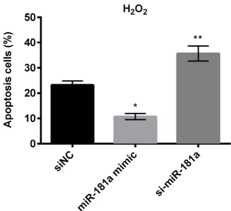 Fig. 3. Overexpressed or suppressed miR-181a in TM cells showed transfection efficiency 