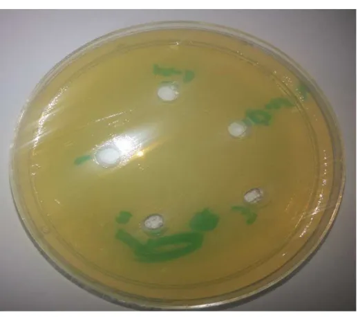 Figure 16: the effect of copper complex on  Staphylococcus aureus bacteria in nutrient agar after 48 hours 