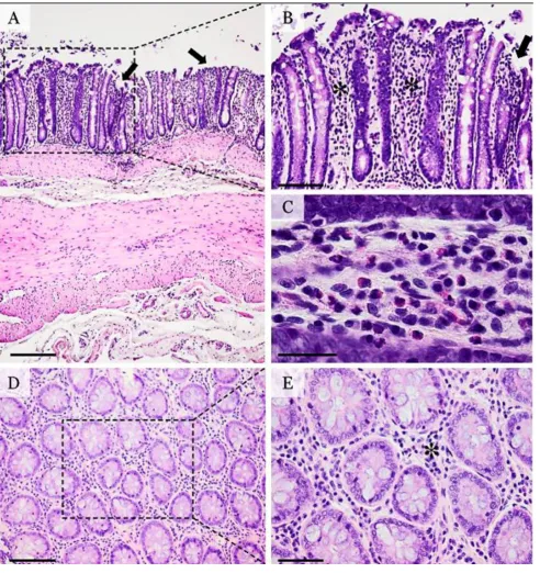 Fig. 2. Histopathological micrographs of DSS-induced colitis