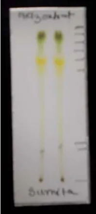 Fig. 3. TLC profile of the methanol extract of N. nucifera leaf. Solvent system: chloroform: ethyl acetate (3: 7)