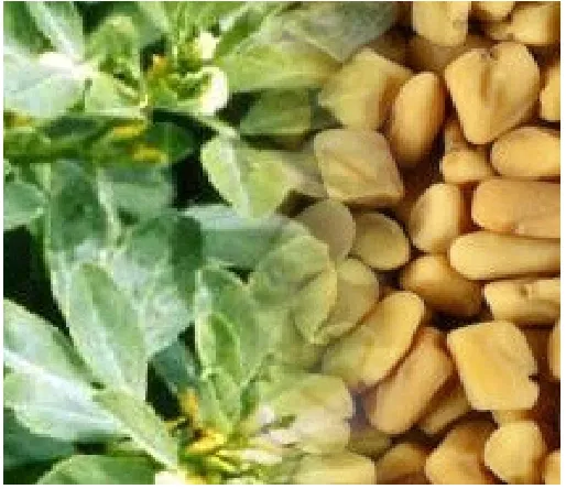 Figure 1: Seeds of Trigonella foenum graecum 