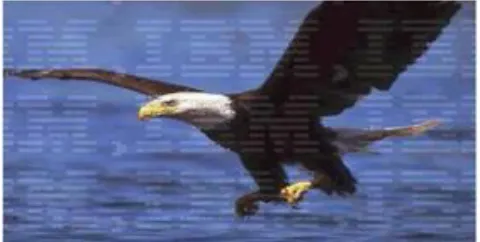 Figure 2.5: Visible watermarked image (Chawla et al., 2012) 