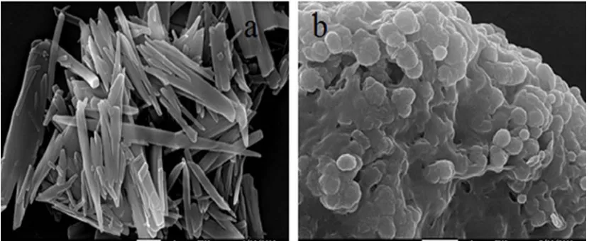 Figure 1: SEM images of raw RH (a) and RH-nanoparticles (b) 
