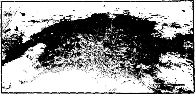 Figure 1: Shredded Tyre 