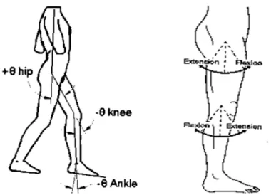 Figure 2.1: Lower Extremities Joints Angle 