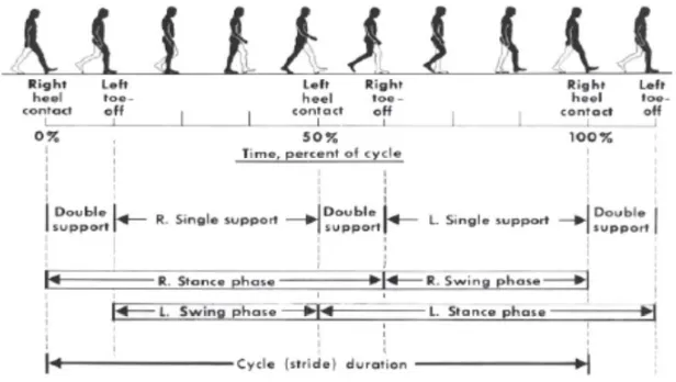 Figure 2.2: Phases in gait cycle [8] 
