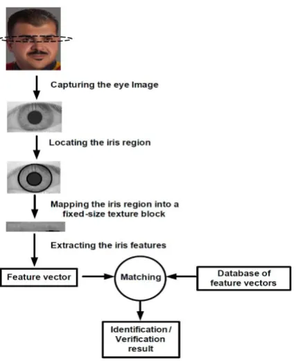 Figure 1. A human iris image (i.e., image 014-2-2 from CASIA database [12]) 