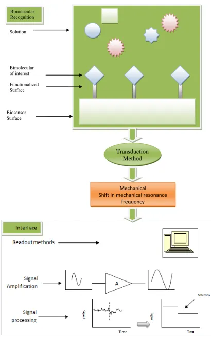 Figure 2.2: Biological sensing method 