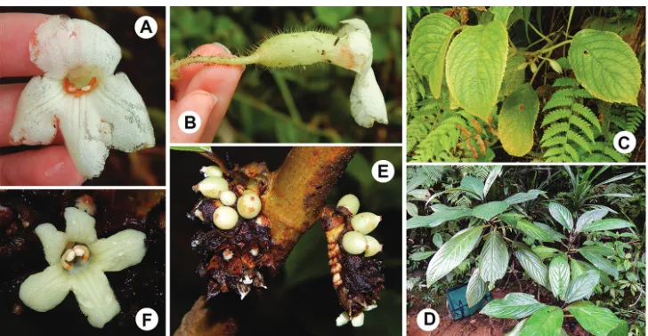 Figure 6. Cyrtandra hispida M.A.Johnson and closest relative (C. cephalophora) based on molecular phy-logeny by Johnson et al