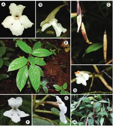 Figure 8. Cyrtandra longifructosa M.A.Johnson and closest relative (C. dolichocarpa) based on molecular phylogeny by Johnson et al