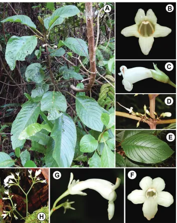 Figure 2. flower, lateral view Cyrtandra gregoryi M.A.Johnson and closest relative (C