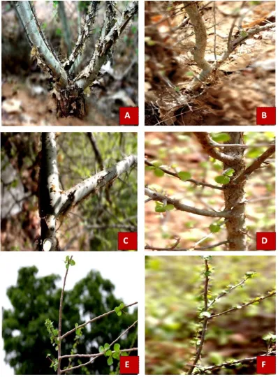 Figure 3E and Figure 3F) was also more in females as compared to males (Table 1). However, there was insignificant difference in male and female plants for 