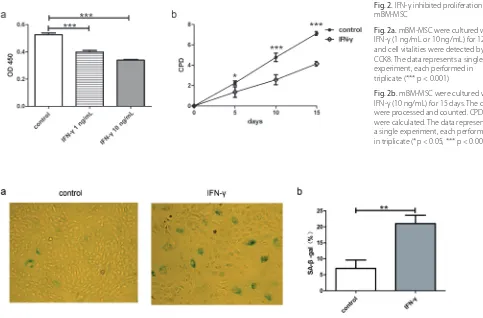 Fig. 2. IFN-γ inhibited proliferation of 