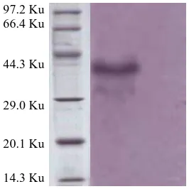 Fig.2 Western blotting of polyclonal antibody 1. Purified protein react with polyclonal antibody 2