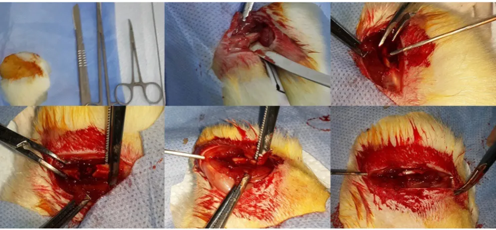 Fig. 2. Control group histological sections: a) Masson’s trichrome staining showed large amounts of cartilage (yellow arrow) in the callus; b) No new vascular bed was shown with CD34 immunostaining; c) Minimally trabecular bone visualized with hematoxylin & eosin (H&E) staining (×40)