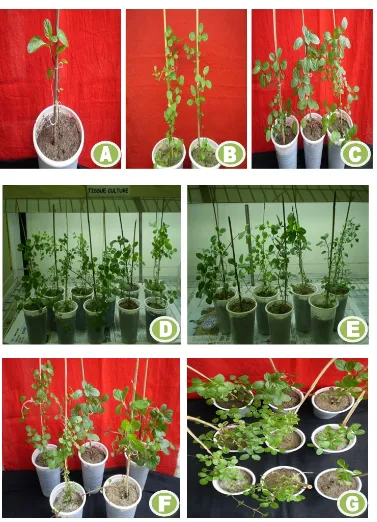 Table 4. Effect of different concentrations of IBA and IAA on root induction from in vitro grown microshoots of Mentha piperita L