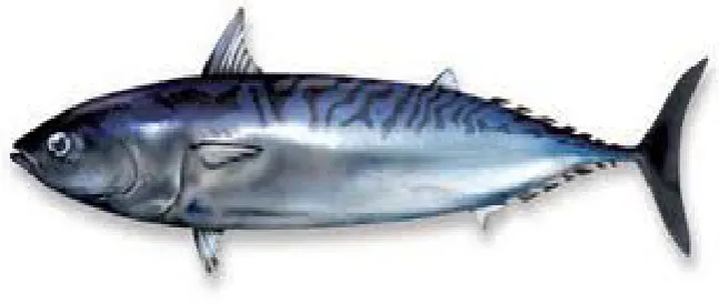 Table 1.1: Tuna fish species found in Malaysian waters 