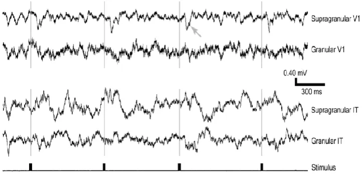 Figure 2.4: Simultaneous field potential recordings from V1 and IT (experimental 