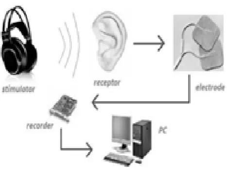 Figure 1.1: the concept of evoked potential 
