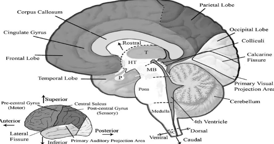 Figure 1.3: Anatomical structure of the brain with anatomical planes explained at the 