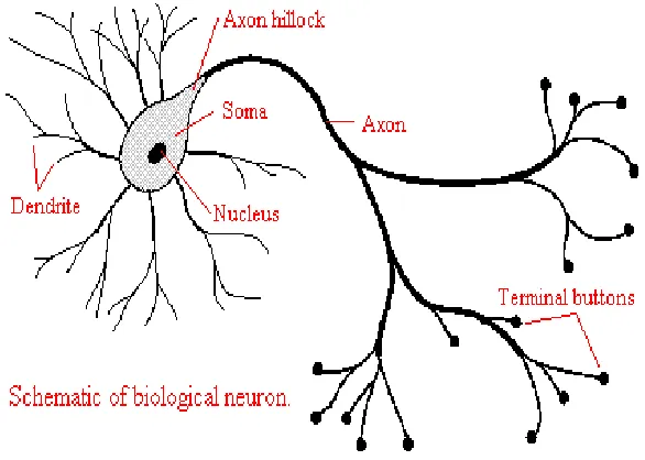 Figure 2.1: Basic structure of biological neuron (Fraser, 1998) 