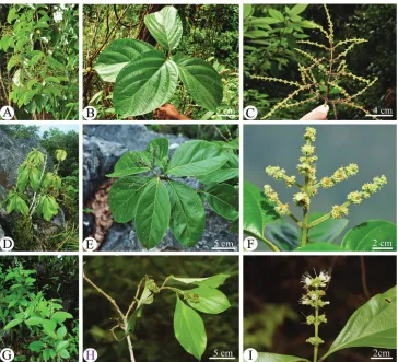 Figure 1. Morphological comparisons amongst Premna grandipaniculata (A–C), P. bracteata (D–F) and P